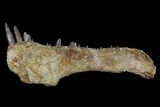 Xiphactinus Maxillary with Teeth - Smoky Hill Chalk, Kansas #130545-1
